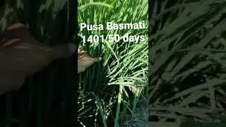 Pusa Basmati 1401/पूसा बासमती 1401