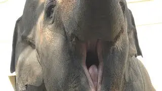 アジアゾウ 『ズゼ』のトレーニング (王子動物園) 2018年9月16日