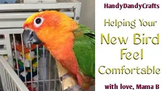 How To Help Your New Bird Adjust To Your Home