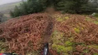 Ae forest today