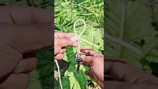 Knot for Rings and Swivels# 💯#knot #rope...