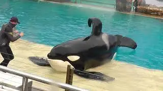 Orca Encounter - SeaWorld San Diego 2020