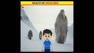 REALITY OF OPIUM BIRD #shorts