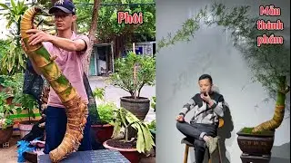 Kỹ thuật tre bonsai - chọn ph&ocirc;i chất lượng v&agrave; mẫu th&agrave;nh phẩm ph&ugrave; hợp #trebonsai #chamsoctrebonsai