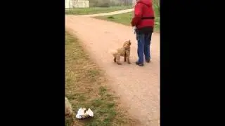 Giftk&ouml;der Pr&auml;ventionskurs Hundeschule Yumeico Leipzig