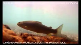 Neretvanska mekousna pastrva (lat. Salmothymus obtusirostris oxyrhynchus).asf