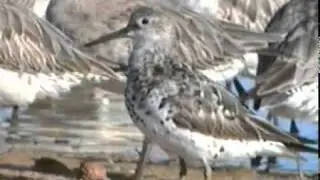 Great Knot (Calidris tenuirostris)