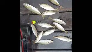 Float Fishing for live bait is very effective