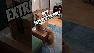 Ginger Cat: The Expert Box Inspector!📦🐈 #cutecats #shorts