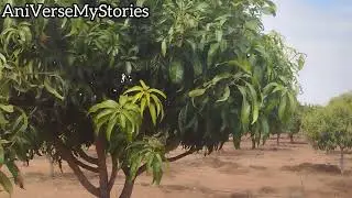 Maa village lo Maa Mamidi Thota || 🥭 Form #farming#farmerslife 