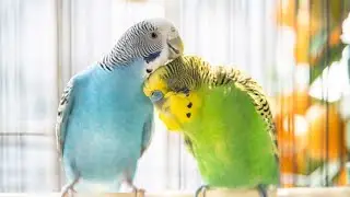 Amazing birds  and Cute Pets Compilation,cockroach sound,Pet animals #insects #animals #shorts
