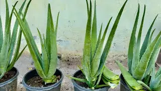 Aloe Vera Planting Along Time , Is Now Get Result .successful .
