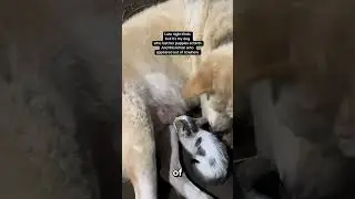 Эта собака потеряла щенков во время родов 🥺🐶💔