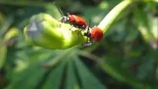 Scarlet lily beetle - Rau&eth; Liljubjalla   - Bj&ouml;llur - Liljubj&ouml;llur - Skord&yacute;r