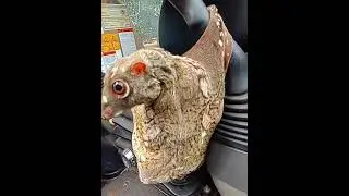 The guy accidentally found a very unusual looking animal Colugo!