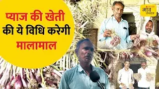 इस विधि से प्याज किसानों को बंपर मुनाफा, बारिश में भी खराब नहीं होगा प्याज | Gaon Junction LIVE