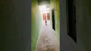 Dog attack 😱🤯 # #dogvideo #dog #attack #shortsfeed