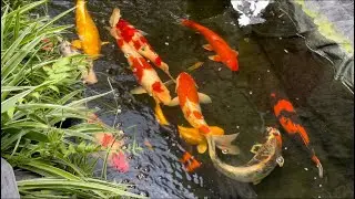 Làm hồ cá lót bạt lọc thô sơ ai cũng nói không nuôi được và kết quả 4 năm cá chưa bệnh