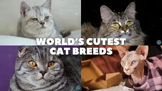 Meet the World&rsquo;s Most Popular Cats 🐱✨Most Adorable & Beloved Cats Ever
