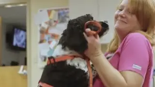 MedVet | Cincinnati | AAHA Award | Veterinary | Emergency | Specialty