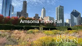 Amsonia in fall