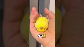 У этой птицы горшок! Знакомьтесь, канарейка Глостера 🐤 #мило #животные