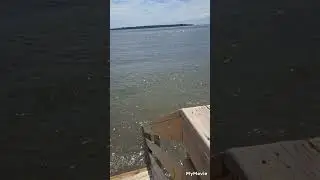 Early Harbor pilots 