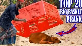 Top 30 Funniest Prank Dog Compilations | Big Box Prank on Sleep Dog