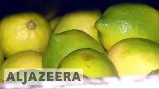 Uncertainty in Argentina as US stalls lemon imports