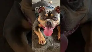 #ponies #dog #pets #cute #animals #petlover #likesforlike #owl