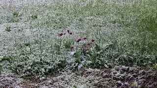 Tulips in the snow
