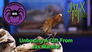 Unboxing a Gift from Jax Mantis!