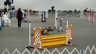 Rose City Classic Dog Show - January 19 of 2023 - RCC Portland