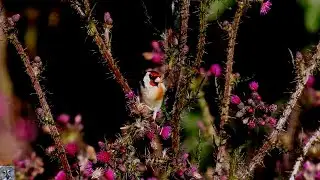 European goldfinch,Stillits,Черноголовый щегол,Chardonneret &eacute;l&eacute;gant,Stieglitz,Carduelis carduelis