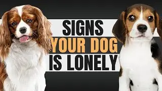How To Know If Your Dog Is Lonely And What To Do If They Are