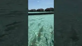 📍 Veligandu Island Resort  Maldives #shorts#maldives#maldivesisland#sharks#