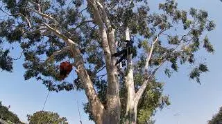 Jimmy Aerial Rescue 2020