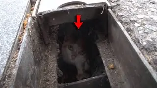 Emergency Services Come Up With a Clever Plan to Save a Cat Stuck in a Drain for 2 Months