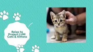 Calming Music for Cats, Babies, Kids, Work, Study and Relaxing - With Cute Cats & Kittens