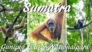 Indonesien: Die Orang Utans auf Sumatra im Gunung Leuser Nationalpark