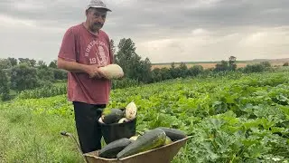 You won't believe the zucchini harvest // Harvest time