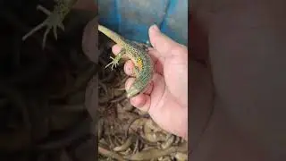 Kereen!! Dapat cuan banyak dari usaha kadal, auto jadi jutawan #shorts #kada#reptile #hunter #mabuya