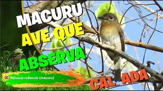 macuru - Nonnula rubecula. Ave muito arisca em Goi&aacute;s