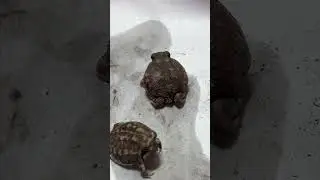 How my fat frogs defend themselves