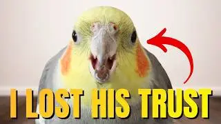 Cockatiel Training Mistakes You Need to Stop NOW