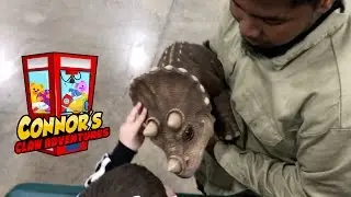 🐣Petting Baby Dinosaurs & Massive Claw!!🐣