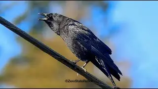 Crow With Just One Caw