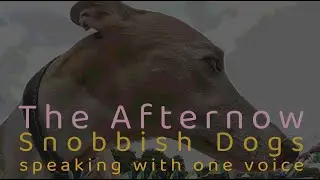 The Afternow : Snobbish Dogs speaking with one voice