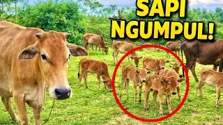 Cows&rsquo; Leisurely Journey: All You Can Eat Grass on the Way to the Pen!