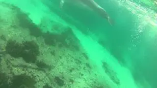swimming with dolphins with new gopro!